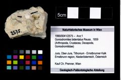 Foto (Objekt + Etikett) von Goniodromites bidentatus (Reuss, 1859)  (NHMW-GEO-1990-0041-2575)